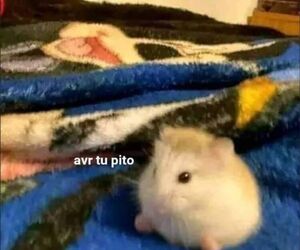 Javi