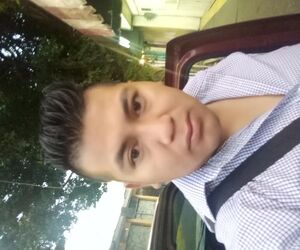 Pollito