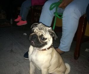 Pepe luis