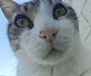 Pablo