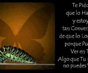 oruga-mariposa