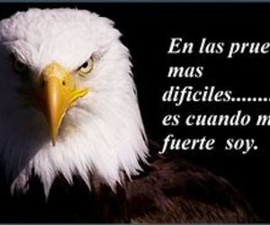 CABALLERO_INTE