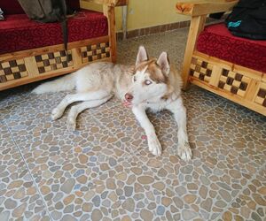 Luis
