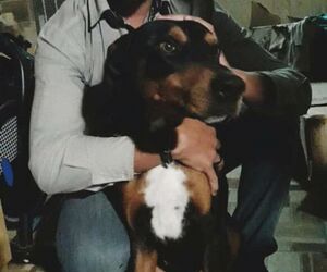 Luis