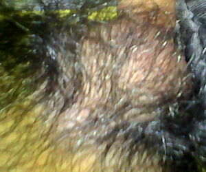 Alexander_sex