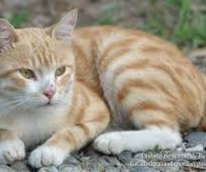 Katto