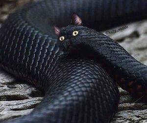 Luis
