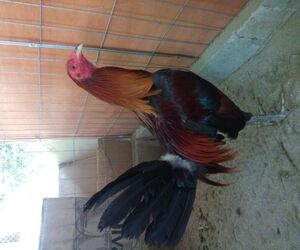 luis ramirez s