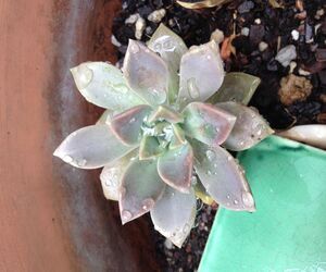 Angelica Mx