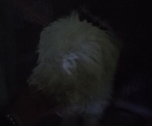 Luis