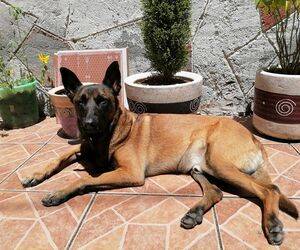 RAMIRO DEL CAR