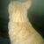 Armandoo
