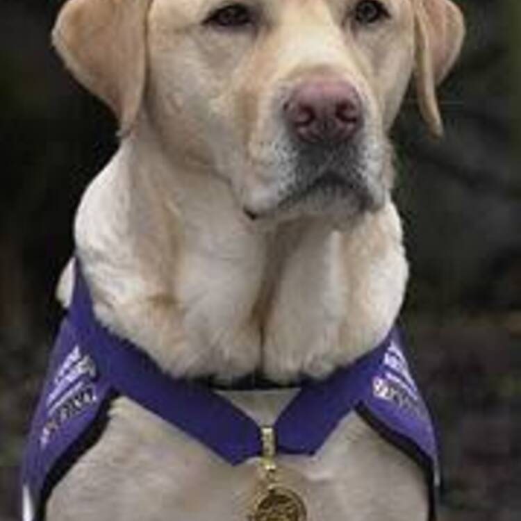Foto de perfil de Luis