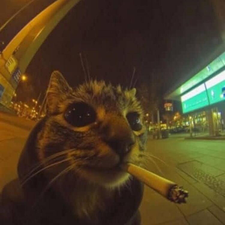 Foto de perfil de Emanuel